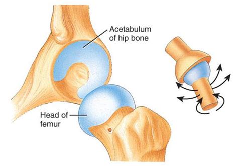 Pictures Of Ball And Socket Joint