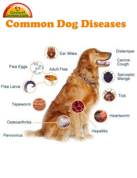 A Brief Guide to Common Dog Diseases and Health Problems | Disease ...