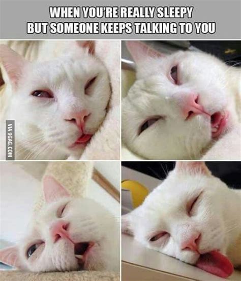 When someone keeps talking to me in the morning. | Funny animal photos ...