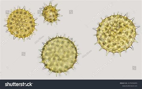 78,249 화분 이미지 이미지, 스톡 사진 및 벡터 | Shutterstock