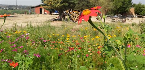 Pollinator and Beneficial Insect Habitat - Northwest Center for Alternatives to Pesticides