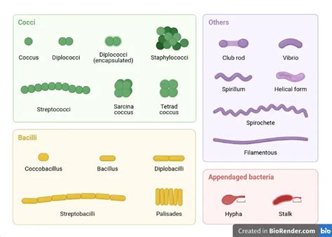 Shapes of Bacteria: Cocci, Bacilli, and Spirochetes • Microbe Online