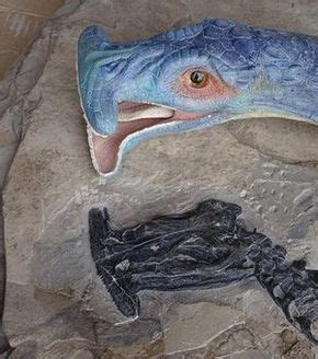 Atopodentatus was a hammerheaded herbivore, new fossil find shows | Prehistoric animals, Fossil ...