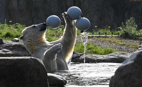 What are the most popular zoos in Russia?