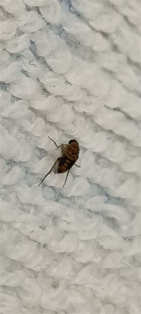 What is this tiny flying bug? - Birmingham, UK : r/whatsthisbug