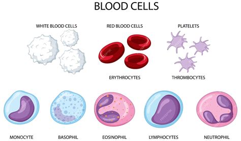 Red Blood Cells And White Blood Cells Diagram