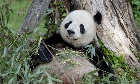 Giant Panda Conservation | Smithsonian's National Zoo