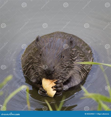 Beaver Teeth Stock Images - Download 1,199 Royalty Free Photos - Page 5