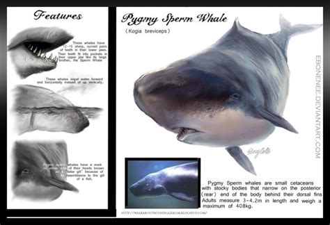 Pygmy Sperm Whale – "OCEAN TREASURES" Memorial Library