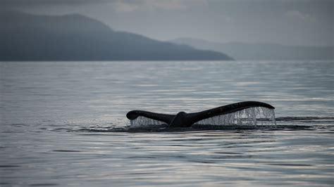 Whale Watching in Icy Strait - Hoonah Whale Tours