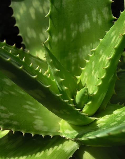 How to care plants and flowers: Aloe Vera (syn. Aloe Barbadensis)