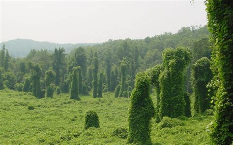 Escape of the invasives: Top six invasive plant species in the United States | Smithsonian ...