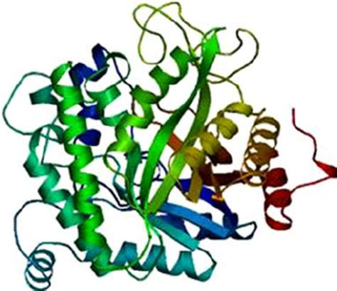 Predicted structure of β -glucosidase from F. islandicum . The... | Download Scientific Diagram