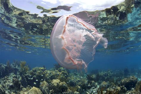 Sea Wonder: Moon Jelly | National Marine Sanctuary Foundation