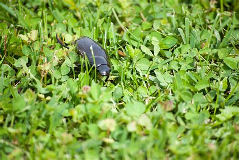 How to Keep Pests Out of Your Lawn | Avoid Lawn Pests | FL