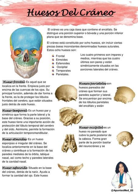 Anatomía | uDocz