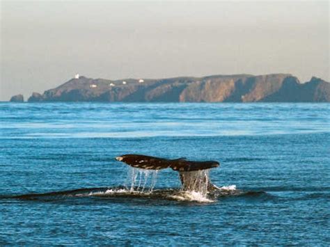 Whale Watching Tours - Channel Islands | Island Packers Cruises