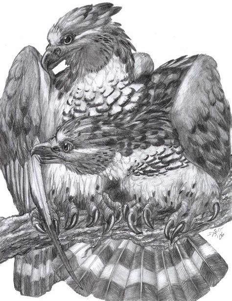 Haast's Eagle Pair by Heatherbeast on DeviantArt