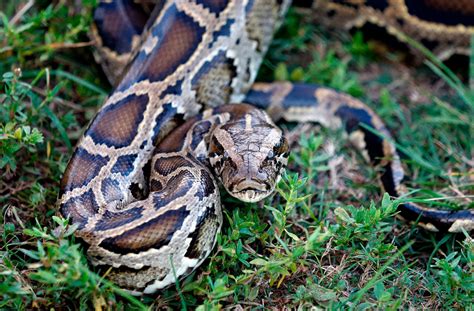 a large snake that is laying on the ground