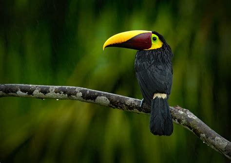 Costa Rica Wildlife Holiday