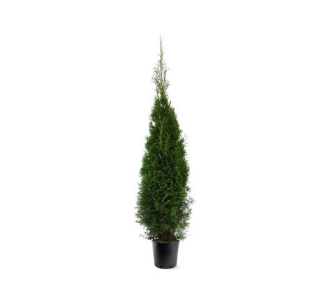 Thuja occidentalis 'Smaragd' | Green Solutions