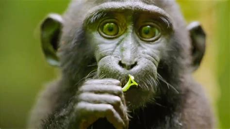 Best Monkey Moments | BBC Earth - YouTube