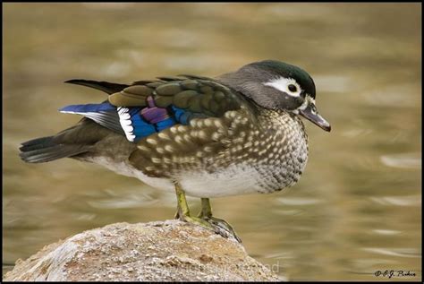 Wood Duck female | Waterfowl taxidermy, Duck bird, Bird photo