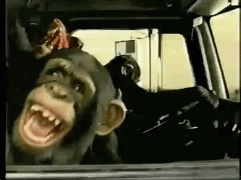 Monkey Driving GIF - Monkey Driving Laughing - Discover & Share GIFs