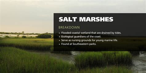 Salt Marshes - Oceans, Coasts & Seashores (U.S. National Park Service)