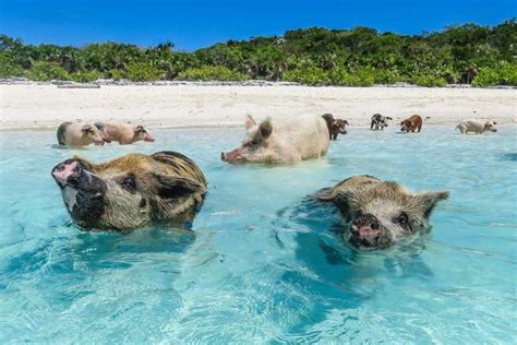 Why you must visit Nassau & Paradise Island | Swimming pigs, Pig island bahamas, Pig beach