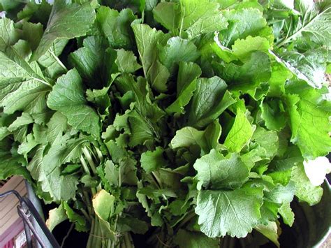 Turnip Greens | Little Bent Farm