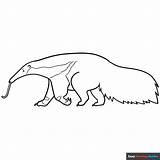 Anteater Coloring Page  Easy Drawing Guides sketch template