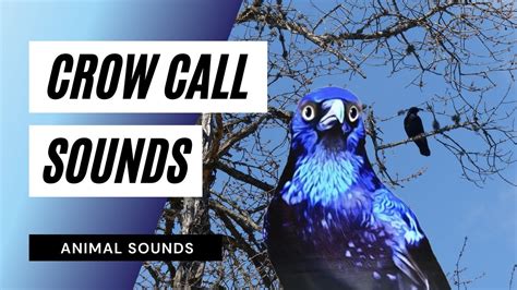 Crow Call Sounds - how a crow call - crow call / crow sounds / crow sound / crow sound effect ...