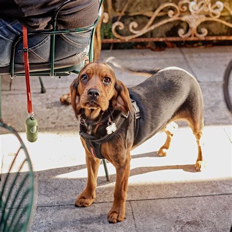 Dog Friendly Pub Pyrmont — Terminus Hotel