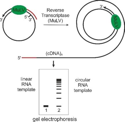 A Fast and Easy Method for Specific Detection of Circular RNA by Rolling‐Circle Amplification ...