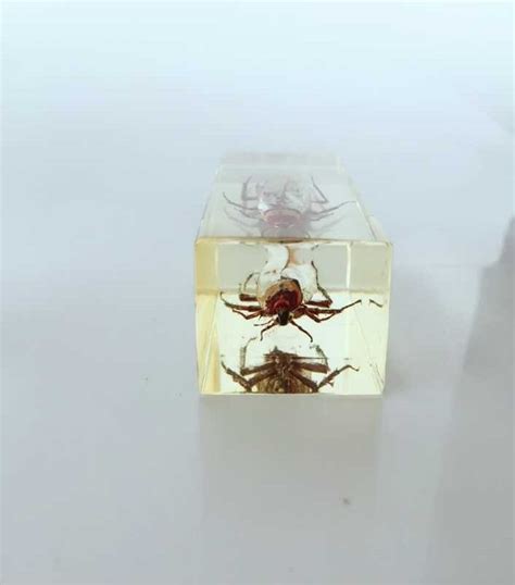 Resin Embedded Roach Specimen Real Insect Embedded Specimen Blattidae ...