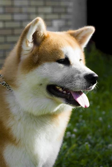 Akita Temperament and Behaviors (Experienced Owners Only)