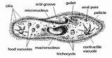 Protozoa Protists Protist Bacteria Types Worksheet Different Coloring  sketch template