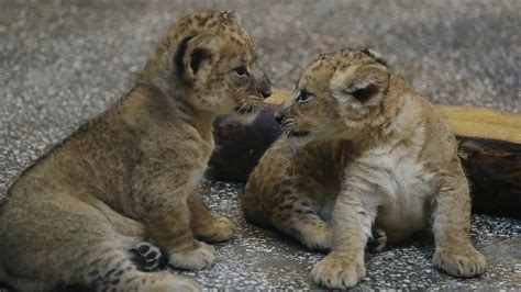 Cute alert! African lion cubs stumble through first public appearance ...