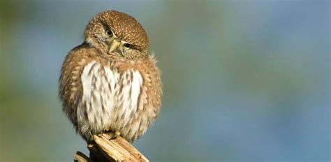 Birds - Yosemite National Park (U.S. National Park Service)