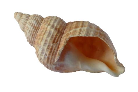 Sea Shell Free Stock Photo - Public Domain Pictures