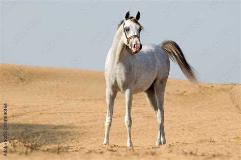 arabian horse in the desert Stock Photo | Adobe Stock