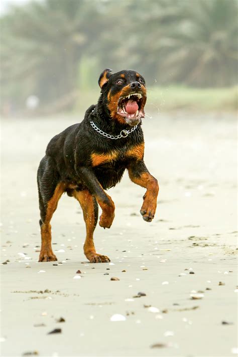 88+ Rottweiler Attacking Someone - l2sanpiero