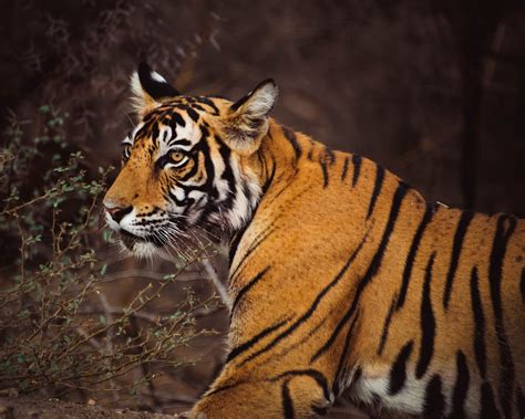 LAND OF TIGERS | RANTHAMBORE NATIONAL PARK