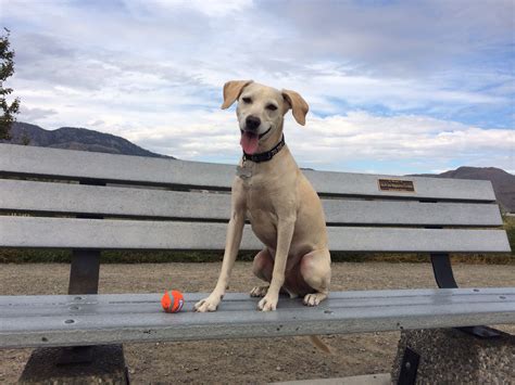 Beagle whippet mix #cooperakabutters Family Dogs, Rescue Dogs, Beagle ...