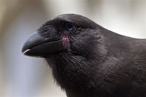 Hawaiian crow | Crow, Beautiful birds, Birds