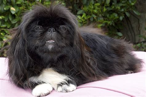 Pekingese Info, Temperament, Lifespan, Puppies, Pictures