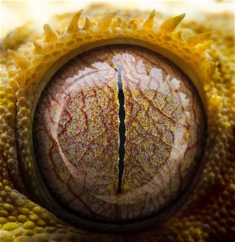 Close-up of the eye of a crested gecko is http://ift.tt/2HyD2Ll Natural Wonders, The Wonders ...