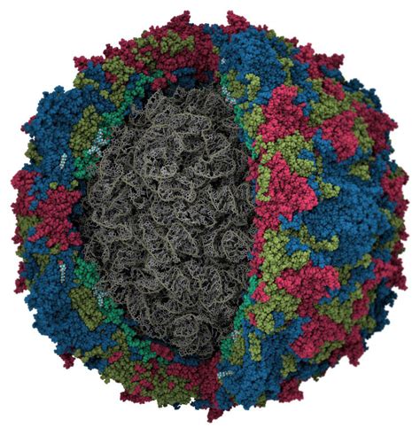 WHO will switch to type 2 inactivated poliovirus vaccine | Virology Blog