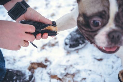 Inside Pet-Safe Ice Melt: Ingredients And Safety